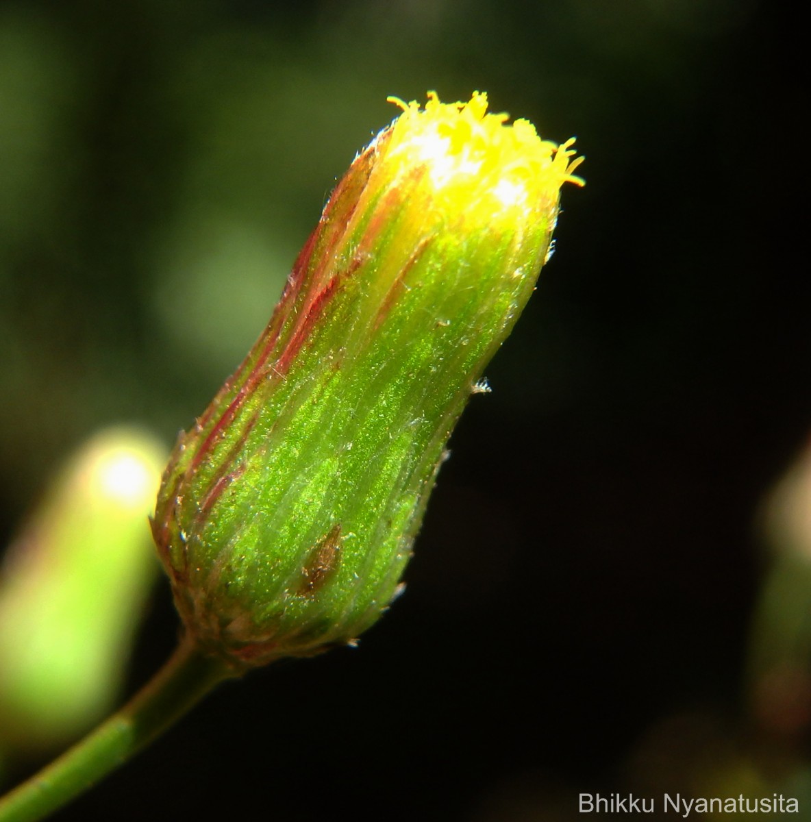 Blumea virens DC.